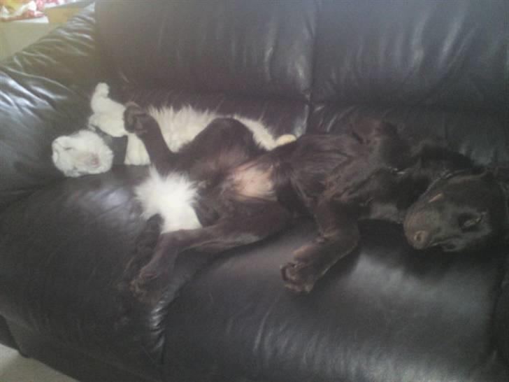 Blanding af racer Bella - Bella og Rex vores hund, som nyder sofaen.  billede 7