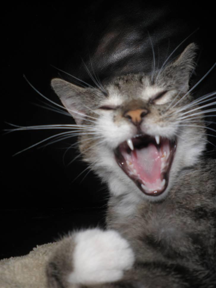 Blanding af racer Baloo - *NYT* billede 17