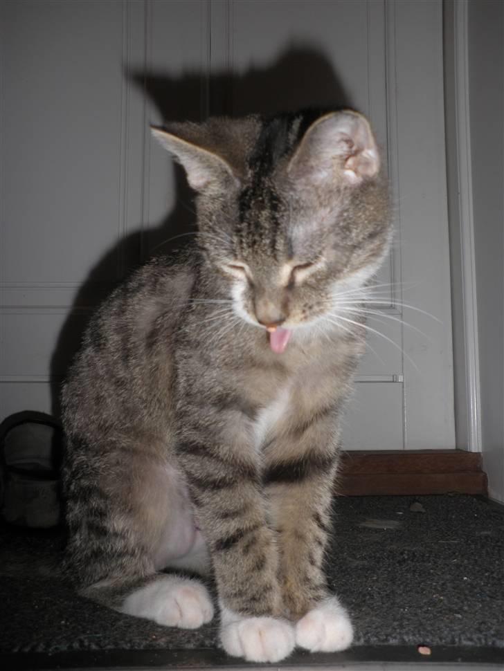 Blanding af racer Baloo - Frække baloo :D *NYT* billede 18