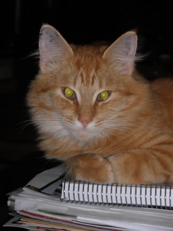 Blanding af racer Lion billede 20