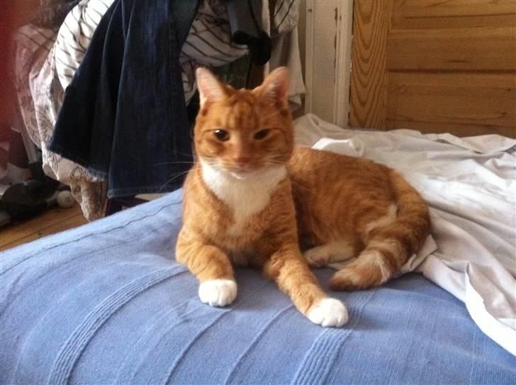 Huskat Max billede 8