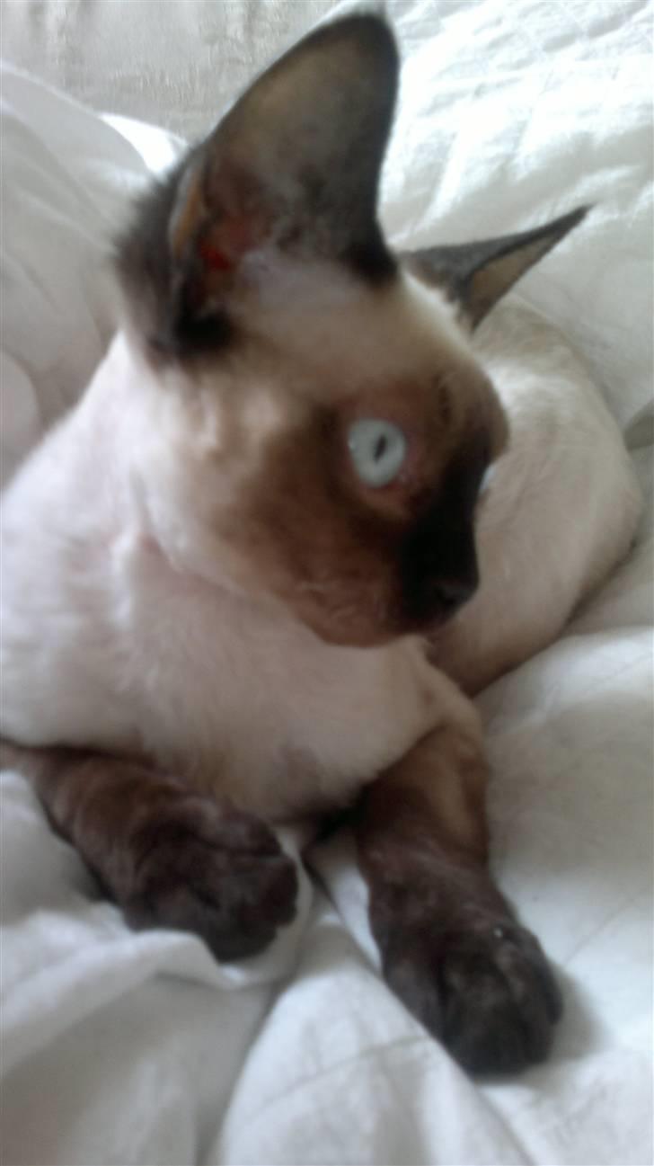 Devon Rex *RIP* William - Prins William ;) billede 1