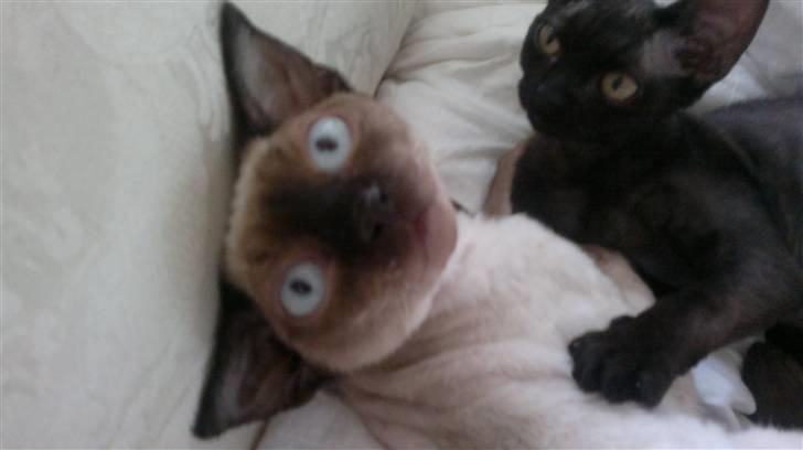 Devon Rex *RIP* William - Hej mor! billede 2