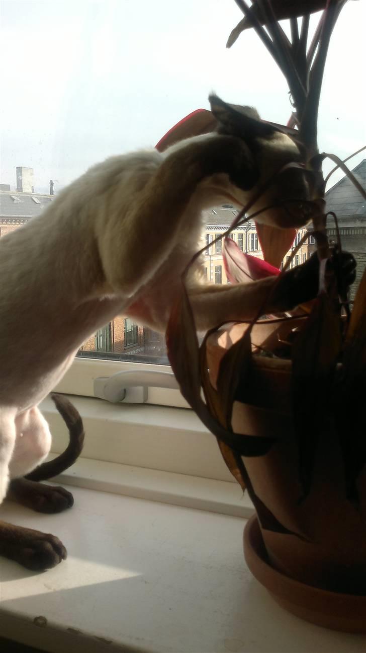 Devon Rex *RIP* William - Man kan klare sig med mindre jungler, om nødvendigt.... billede 3