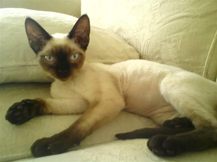 Devon Rex *RIP* William - Et nydeligt killingebarn  billede 4
