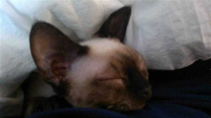 Devon Rex *RIP* William - ååårrrhhh, så hyggeligt at putte under dynen.... billede 5