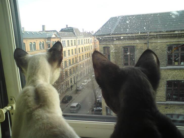 Devon Rex *RIP* William billede 6