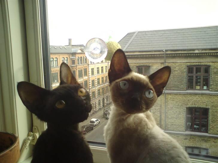 Devon Rex *RIP* William billede 7