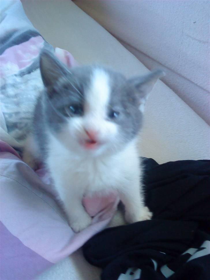 Huskat » Sofie « billede 7