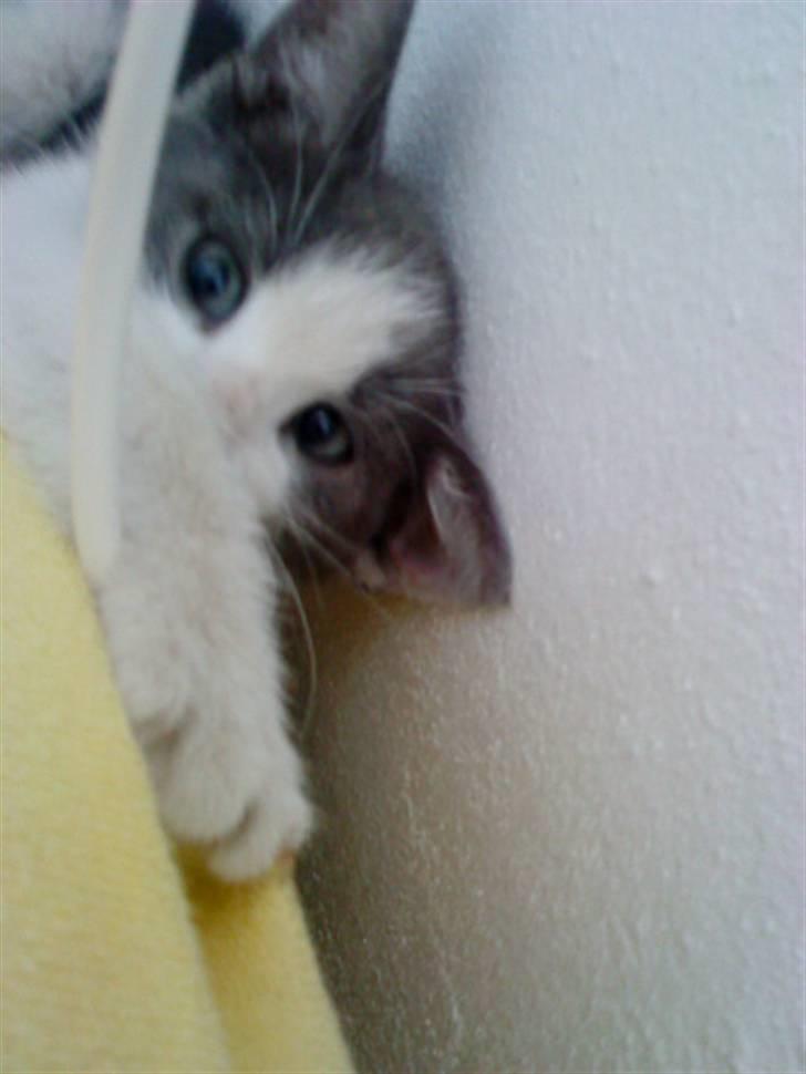 Huskat » Sofie « billede 8