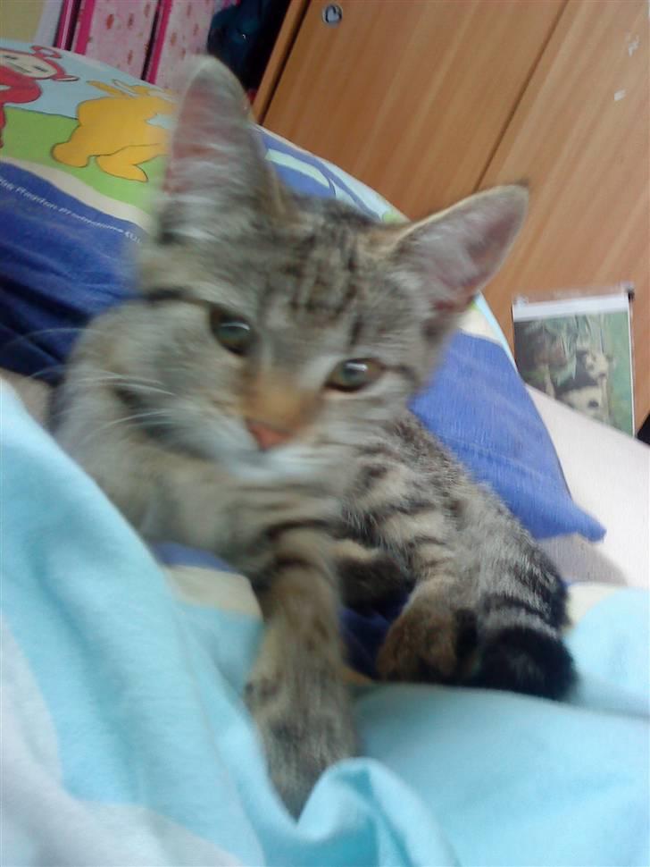 Huskat » Fie | R.I.P « billede 6