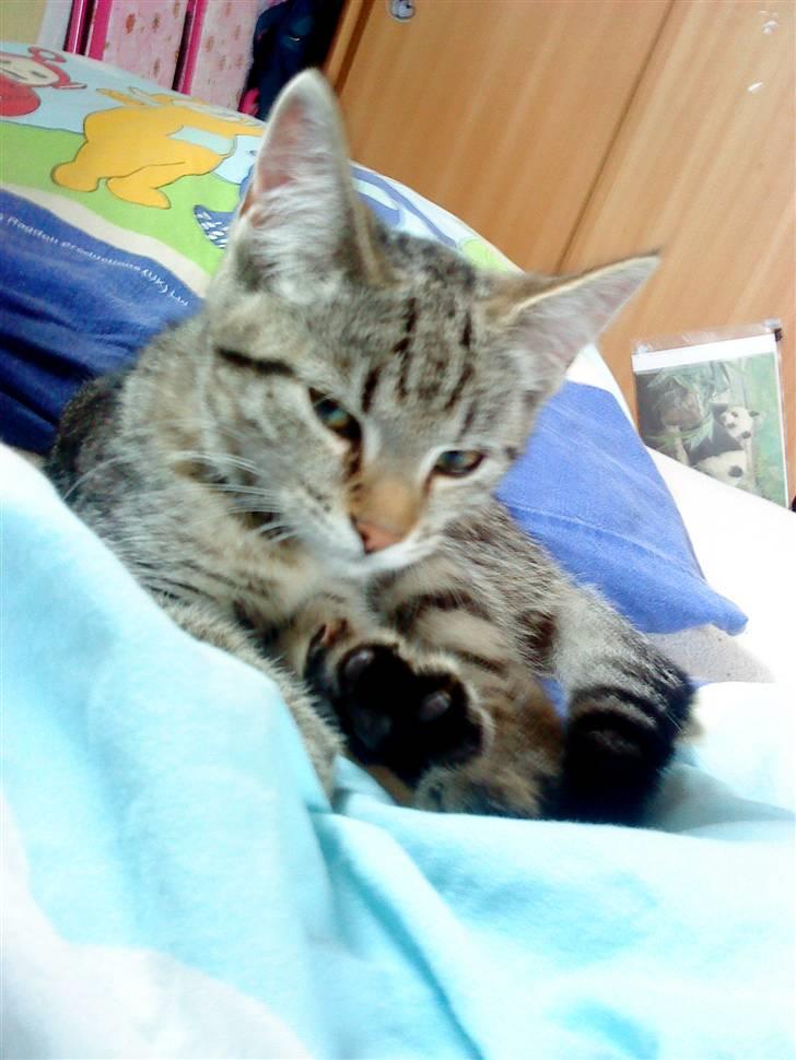 Huskat » Fie | R.I.P « billede 7