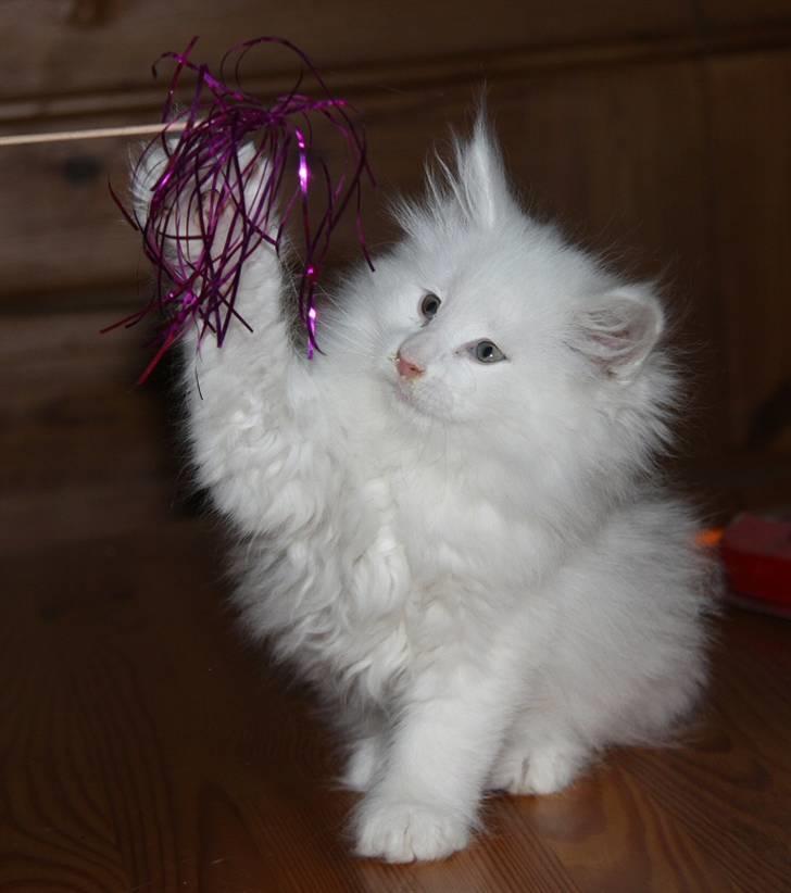 Norsk Skovkat Buum-Cats Gucci - Et billede tidligere ejer har taget af Øffe billede 11