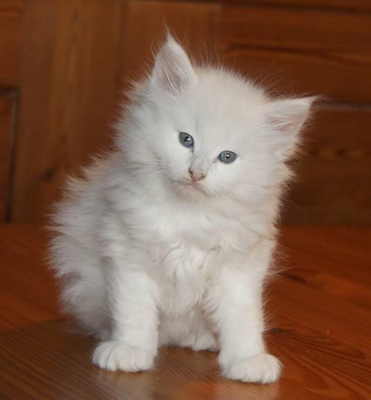 Norsk Skovkat Buum-Cats Gucci - Et billede tidligere ejer har taget af Øffe billede 12