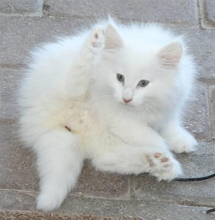 Norsk Skovkat Buum-Cats Gucci - Et billede tidligere ejer har taget af Øffe billede 13