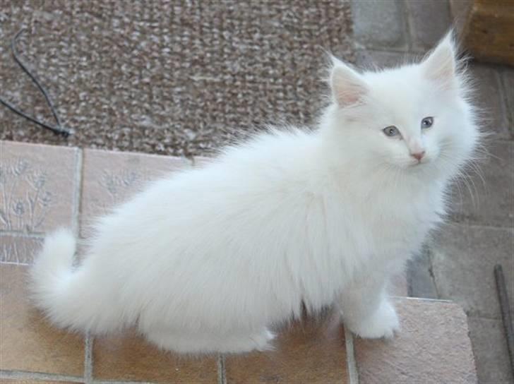 Norsk Skovkat Buum-Cats Gucci - Et billede tidligere ejer har taget af Øffe billede 14