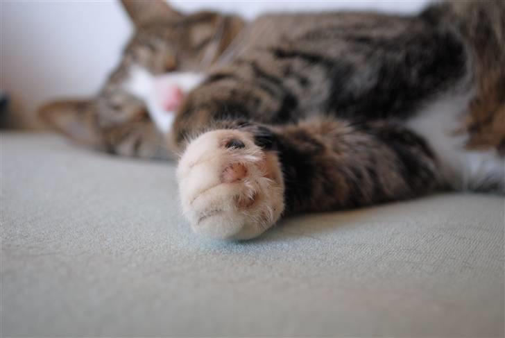 Huskat Tvist billede 14