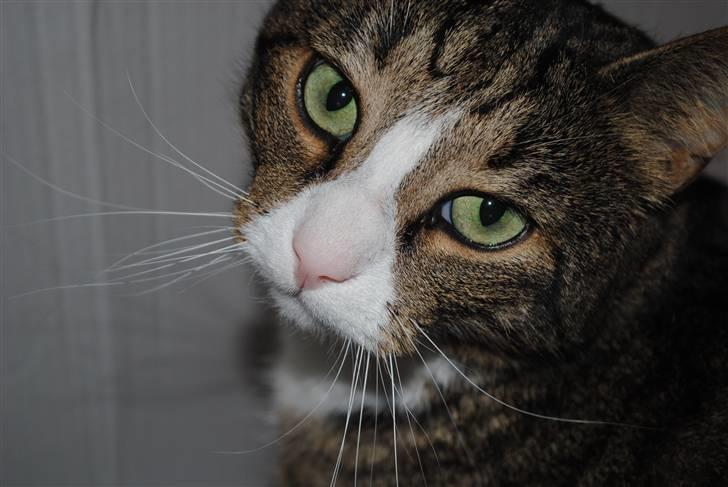 Huskat Tvist billede 15