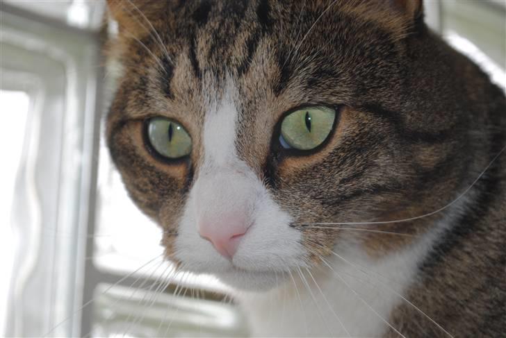 Huskat Tvist billede 16