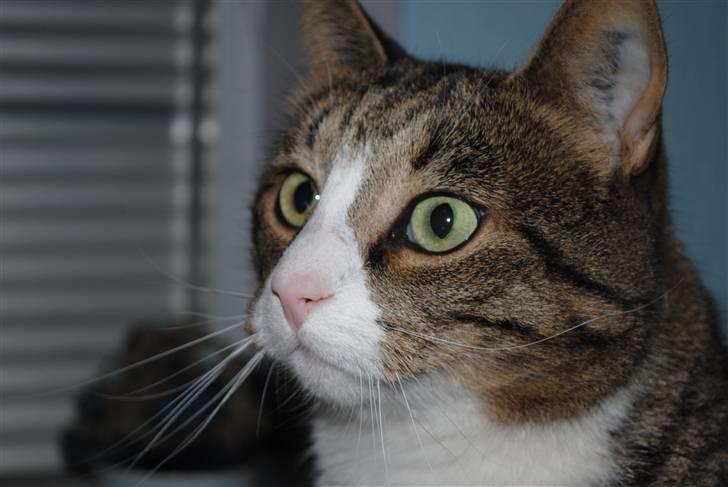 Huskat Tvist billede 3