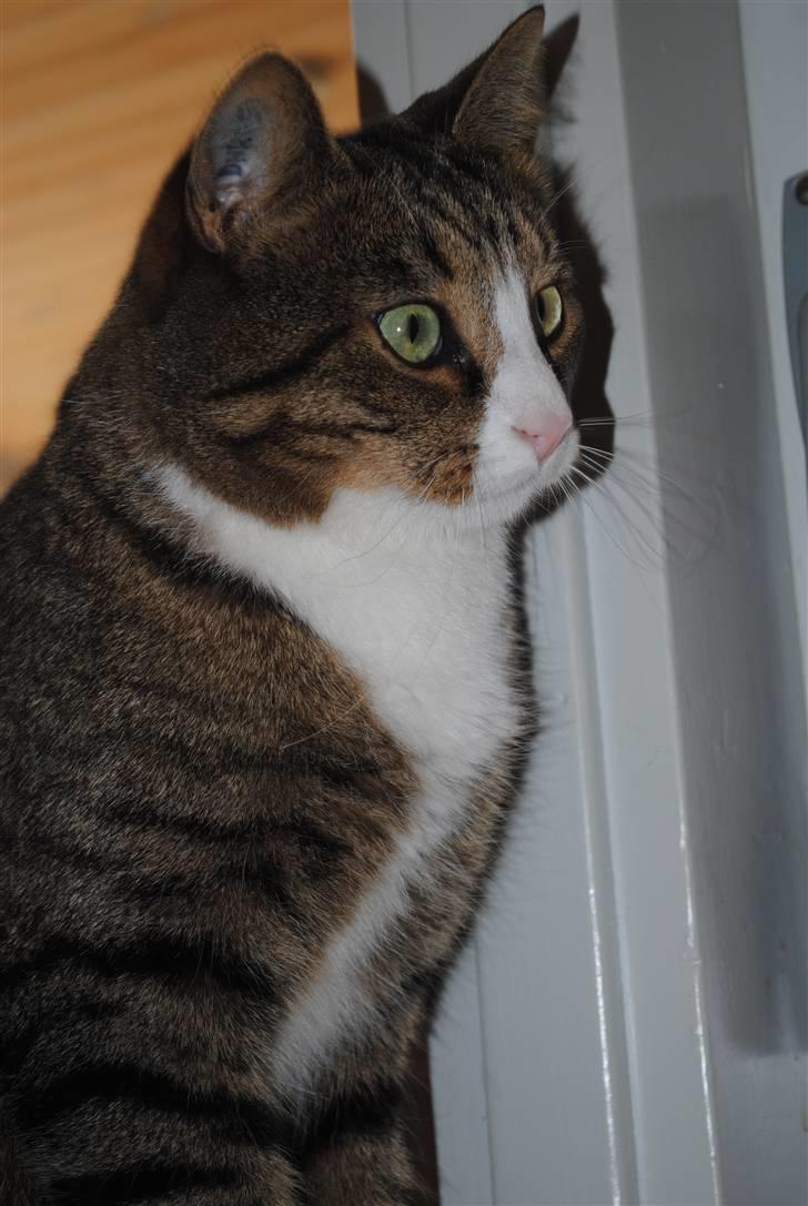 Huskat Tvist billede 2