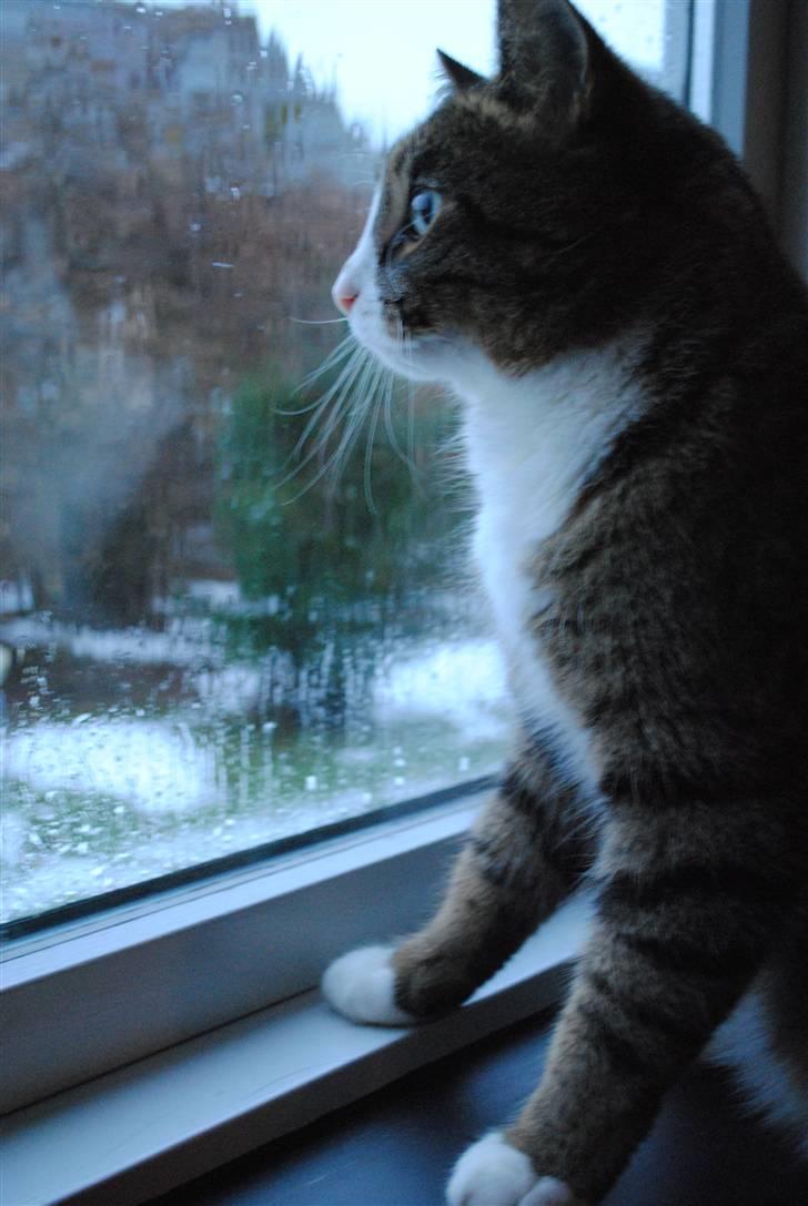 Huskat Tvist billede 18