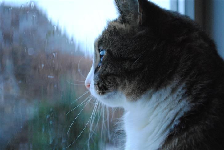 Huskat Tvist billede 19