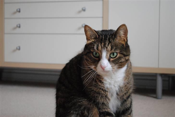 Huskat Tvist billede 20