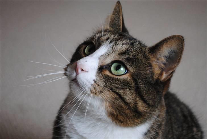 Huskat Tvist billede 1