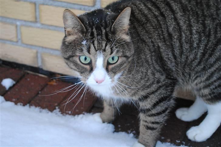 Huskat Tvist billede 4