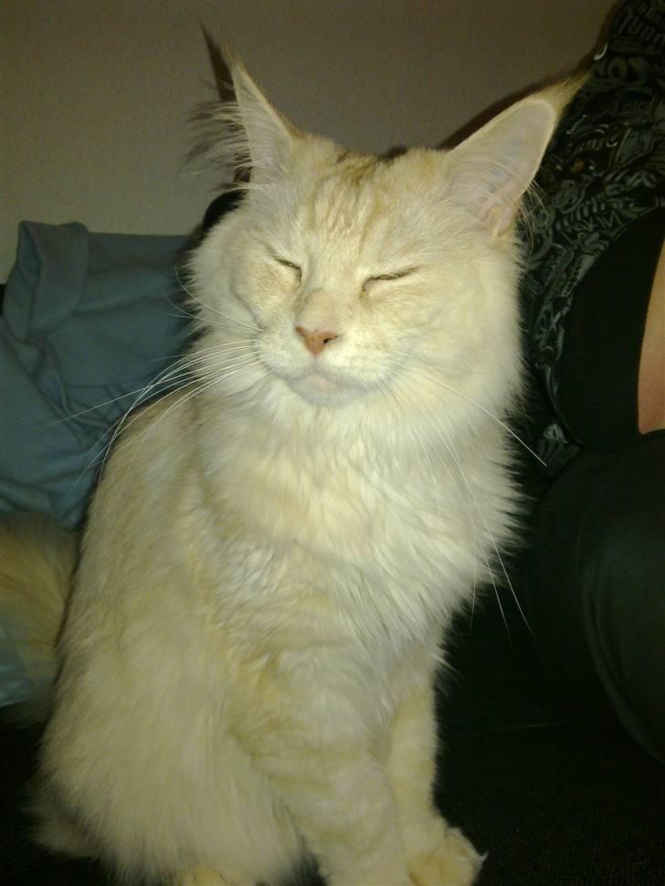 Maine Coon Tjalfe billede 1