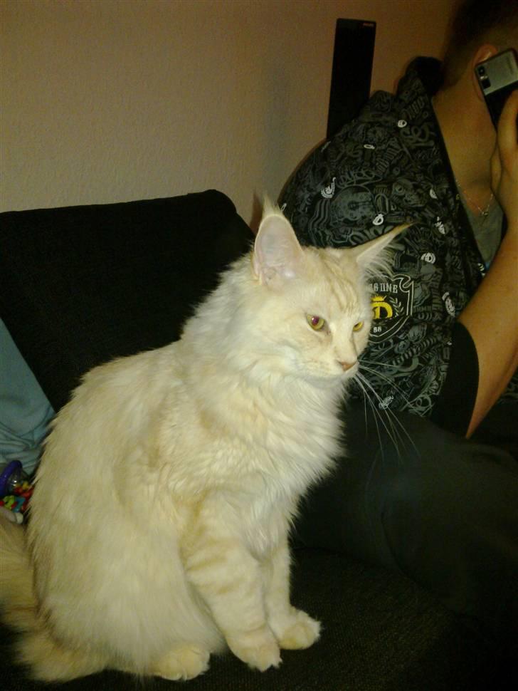 Maine Coon Tjalfe billede 2