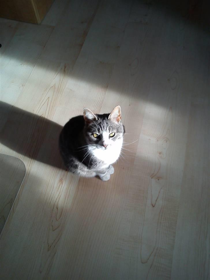 Huskat Duhcess billede 10