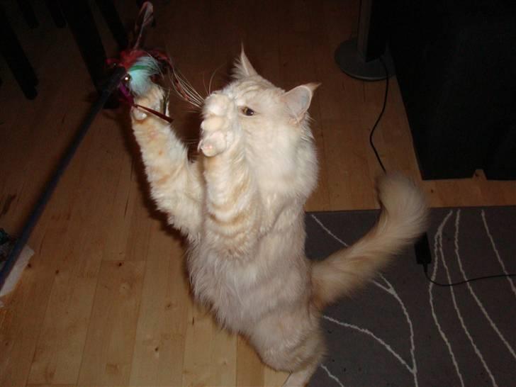 Maine Coon Tjalfe billede 3