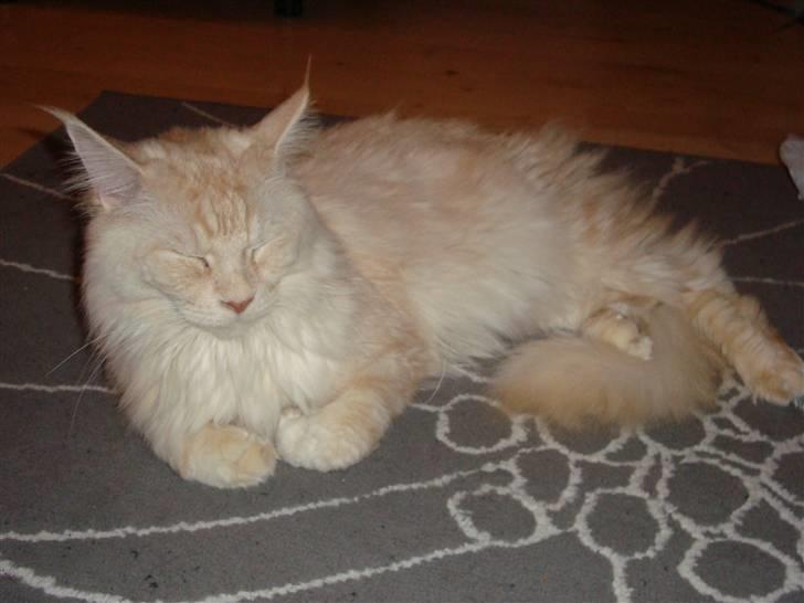 Maine Coon Tjalfe billede 4