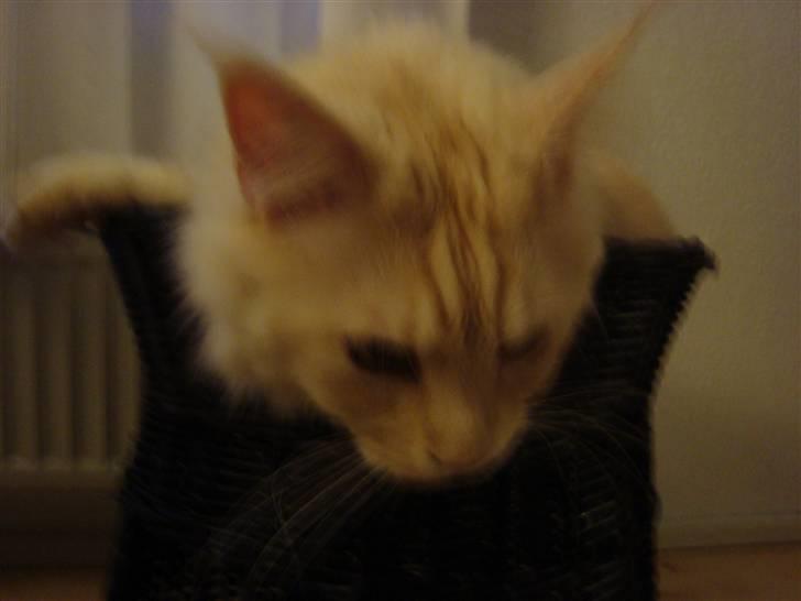 Maine Coon Tjalfe billede 5