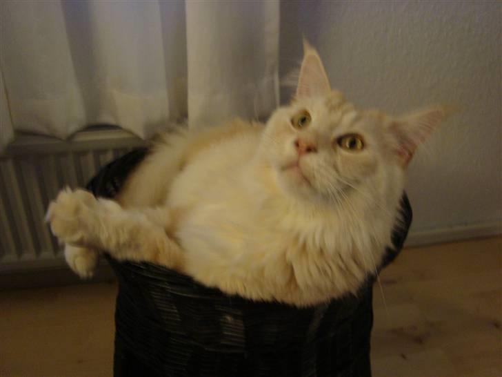 Maine Coon Tjalfe billede 6