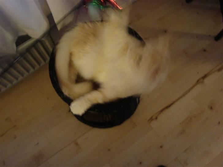 Maine Coon Tjalfe billede 7