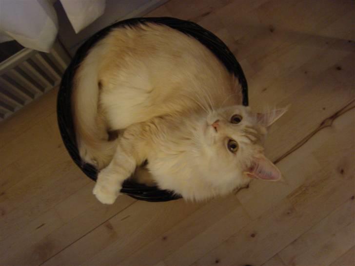 Maine Coon Tjalfe billede 8