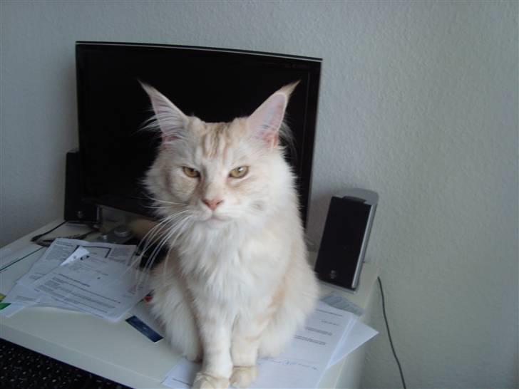 Maine Coon Tjalfe billede 9