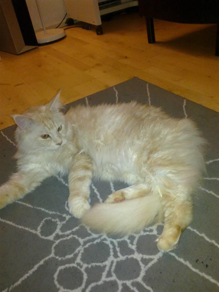 Maine Coon Tjalfe billede 10