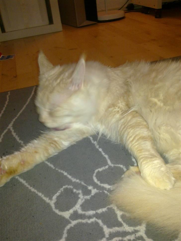 Maine Coon Tjalfe billede 11