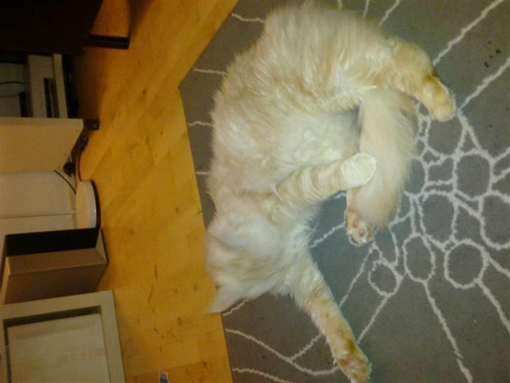 Maine Coon Tjalfe billede 12