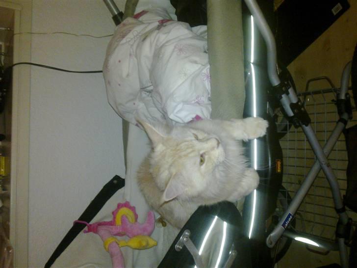 Maine Coon Tjalfe billede 13