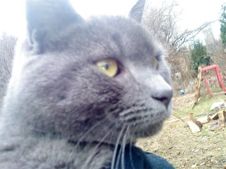 Russian Blue Wau Wau - Smukke Wau wau´s ansigt Foto: Lullu/mig billede 13