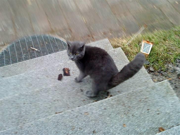 Russian Blue Wau Wau - På vej ned af trappen Foto: Lullu/mig billede 14