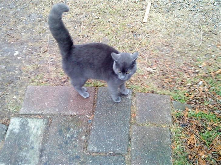 Russian Blue Wau Wau - Grrrr... Foto: Lullu/mig billede 15