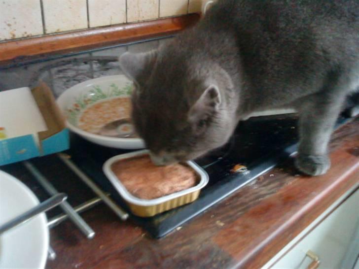 Russian Blue Wau Wau - Nam nam Foto: Lullu/Mig billede 16