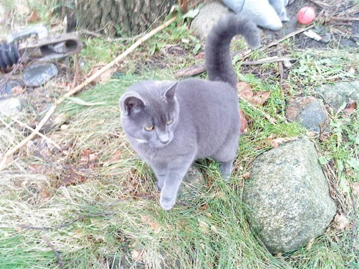 Russian Blue Wau Wau - Wau wau en tur udenfor Foto: Lullu/Mig billede 17
