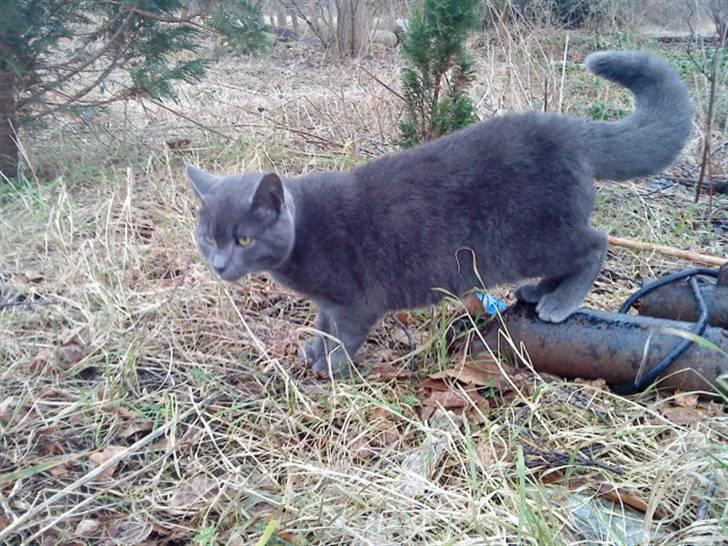 Russian Blue Wau Wau - Foto: Lullu/Mig billede 18
